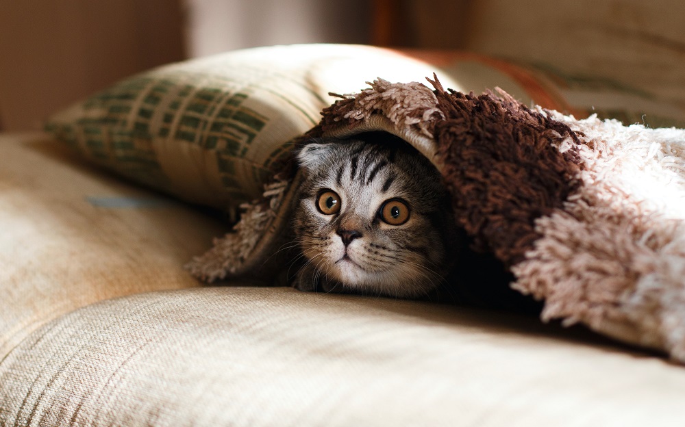 Een kitten zit verstopt onder een dekentje, ze kijk verschrikt (dit was jarenlang ook mijn tactiek bij schaamte voor mijn studieschuld)